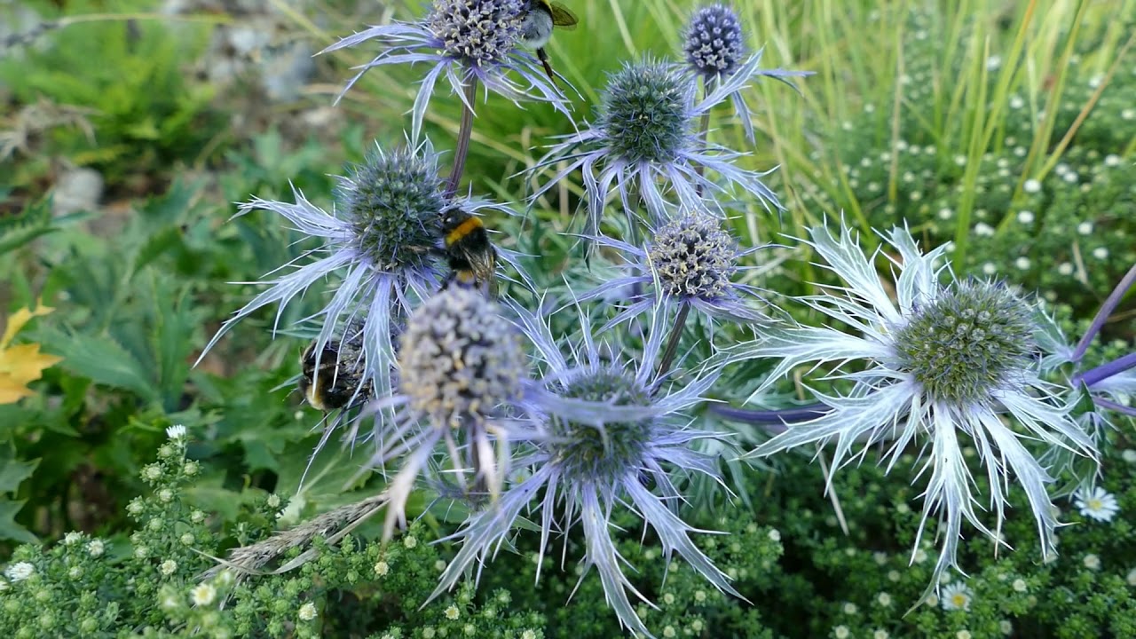 Eryngium 'Pen Blue' YouTube