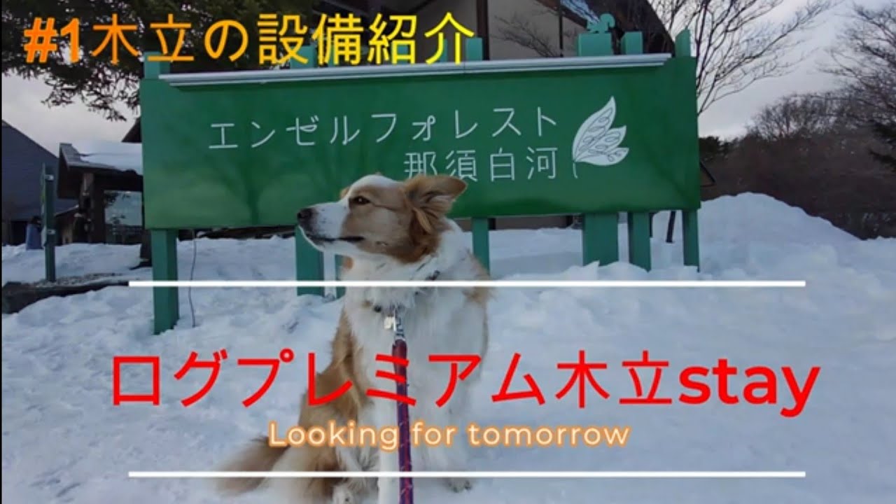 2022年1月中旬　愛犬ボーダーコリーマーレとエンゼルフォレスト　プレログ木立に2泊3日の白銀の旅!!プレログ木立の備品もインプレしてきましたよ