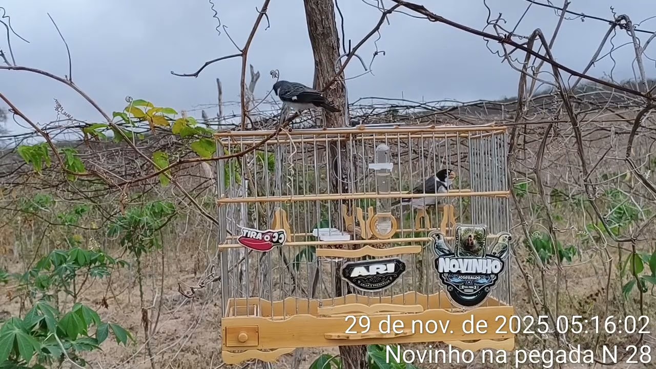 29 de novembro de 2025