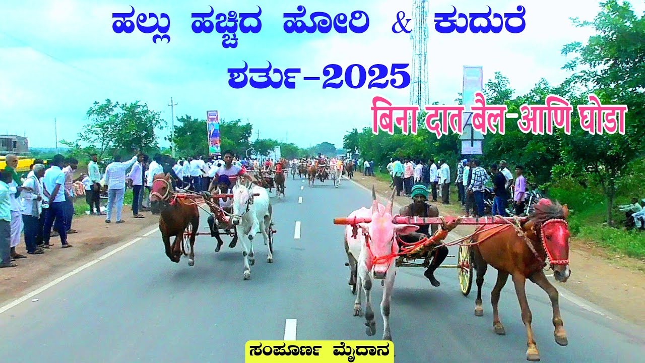 ಹಲ್ಲು ಹಚ್ಚದ ಹೋರಿ & ಕುದುರೆ ಶರ್ತು-2025 |बिना दाता बैलगाडी आणि घोडा शर्यत |kankanawadi 14/9/2025