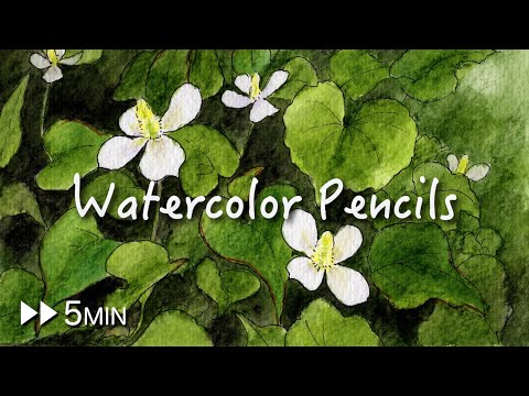 White flowers painting with Water color pencils | Chameleon