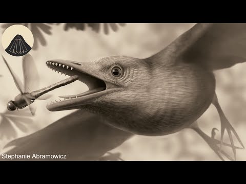 Video: Waarom hebben nutria oranje tanden?