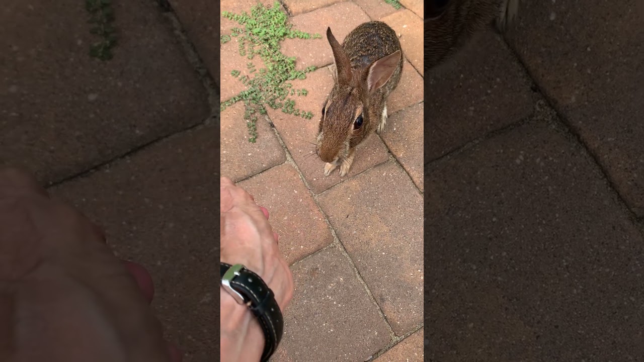 Wild Rabbit eating Blueberries and Strawberries from my hand