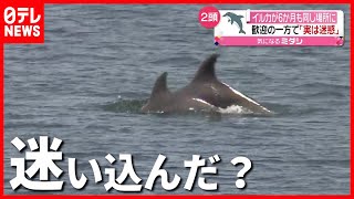 鳥取沖  イルカが６カ月も同じ場所に（2021年5月10日放送「news every.」より）