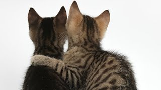 Life Is Beautiful | ADORABLE Pet Videos To Make You Smile!