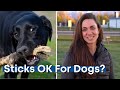 Keep sticks away from your dog | Tier 1 Veterinary Medical Center