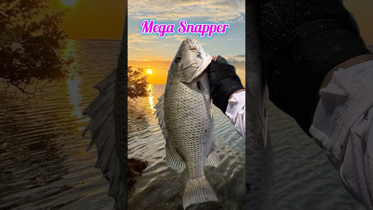 Мега-мангровый люциан