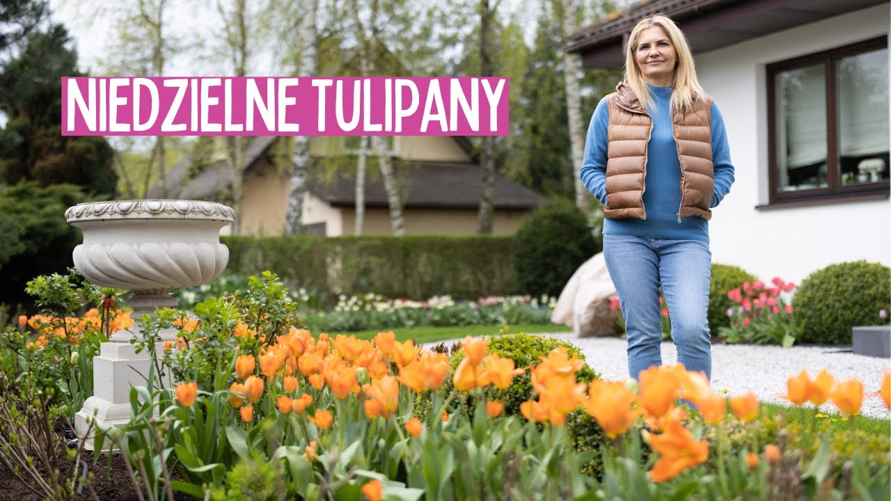 Kwitną tulipany - spacer po ogrodzie