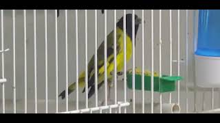 Hooded Siskin (Carduelis magellanicus) 2022
