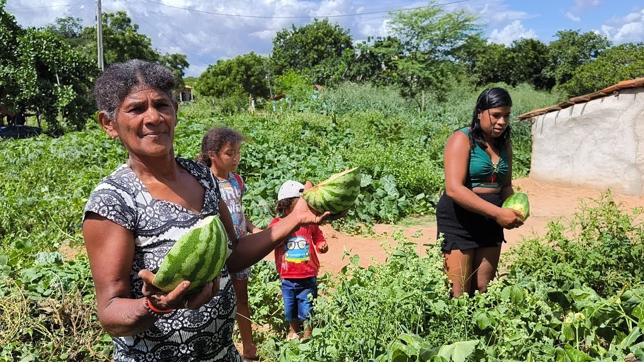 FARTURA E COLHEITA DE BANANA NO ROÇADO DE DONA KINÔR E JULINHA, PROGRAMA MATUTO SERTÃO MAMOEIRO.