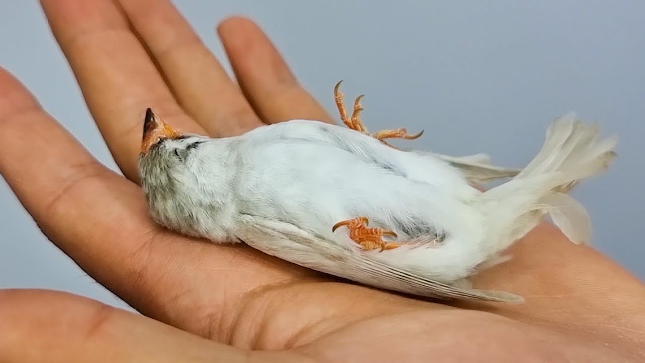 تحدي ترويض فرخ طائر الزيبرا و تدريبه ليصبح اليف ويصعد على اليد في وقت قياسي ( عمل حاله ميت )