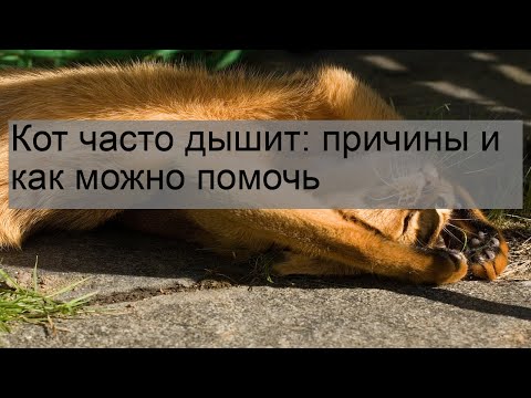 Кот часто дышит: причины и как можно помочь