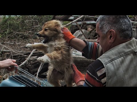 We were Shocked...Hundreds of Ticks were Eating this Poor little Dog!