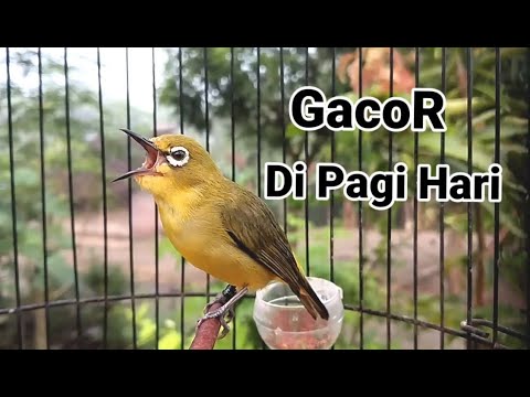 GACOR Pleci in the Morning Suitable for Fishing Pleci Material