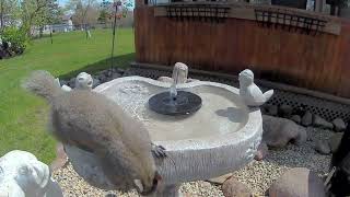 ⛲🐦Bird Bath Series: Splash Diaries Episode 2