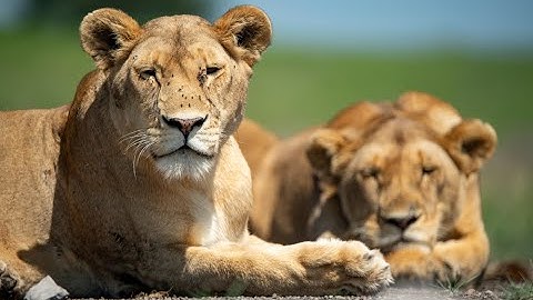 Serengeti Safari - Ndutu Series - Episode 4