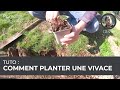 Tuto  comment planter une vivace 