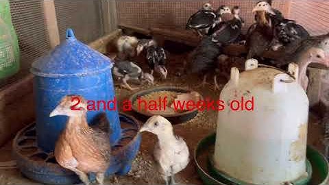 🐣Ncu qe qaib kom tau me nyuam🐥qaib ( Hatching 🥚 eggs in incubator)