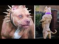14 Most DANGEROUS Dog breeds in the World 2025