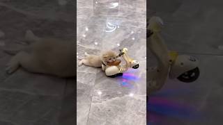 Cats Scooty Little Scooter,