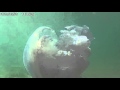 Нашествие медуз часть 2