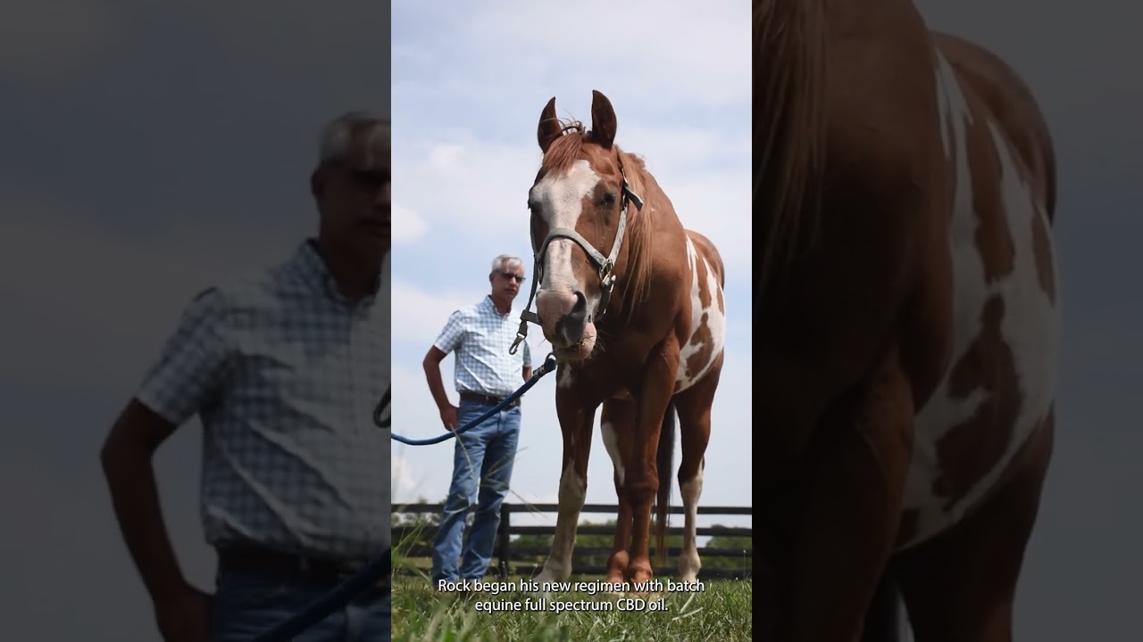 Rock's Journey with Batch Equine Full Spectrum CBD Oil