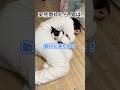 猫に倒れたフリしたら...まさかの行動【感動】