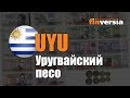 Видео-справочник: Все об Уругвайском песо (UYU) от Finversia.ru. Валюты мира.