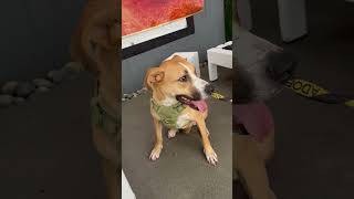 Video of adoptable pet named Lincoln