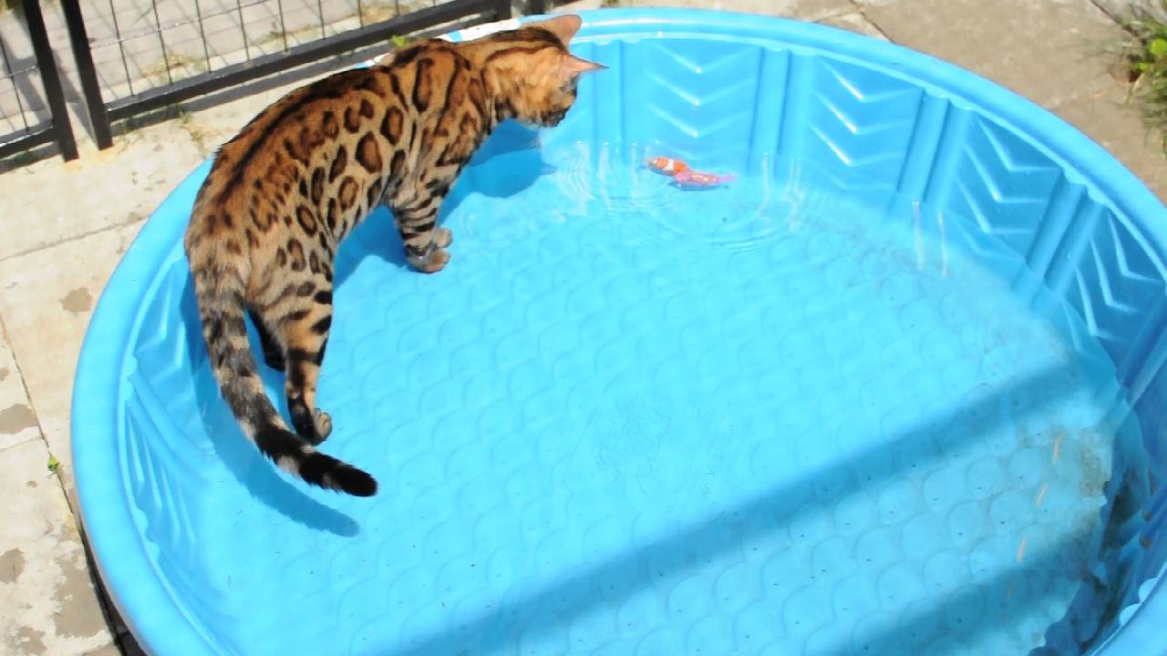 Bengal cat in pool YouTube