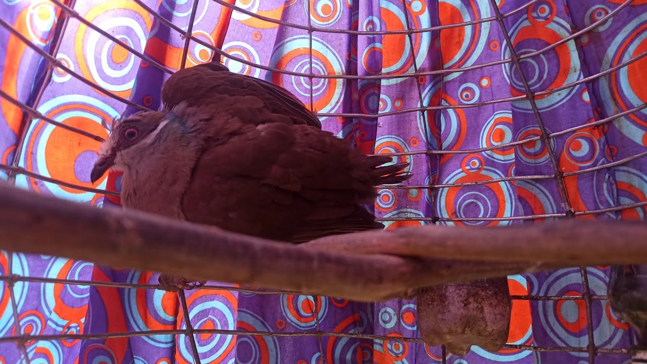 UPDATE sa under training na KATIAN at sa ibang mga alagang alimokon na pang BREEDING!!!