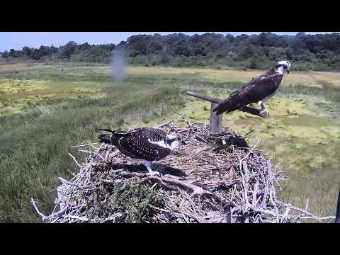 camera iphone 8 plus apk Cape Cod Museum of Natural History Live Stream