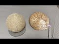 茶トラ猫ササミ、綺麗な球体になる