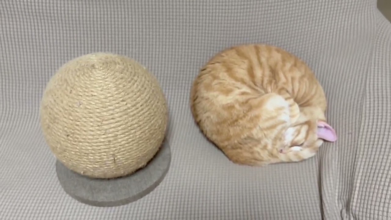 茶トラ猫ササミ、綺麗な球体になる