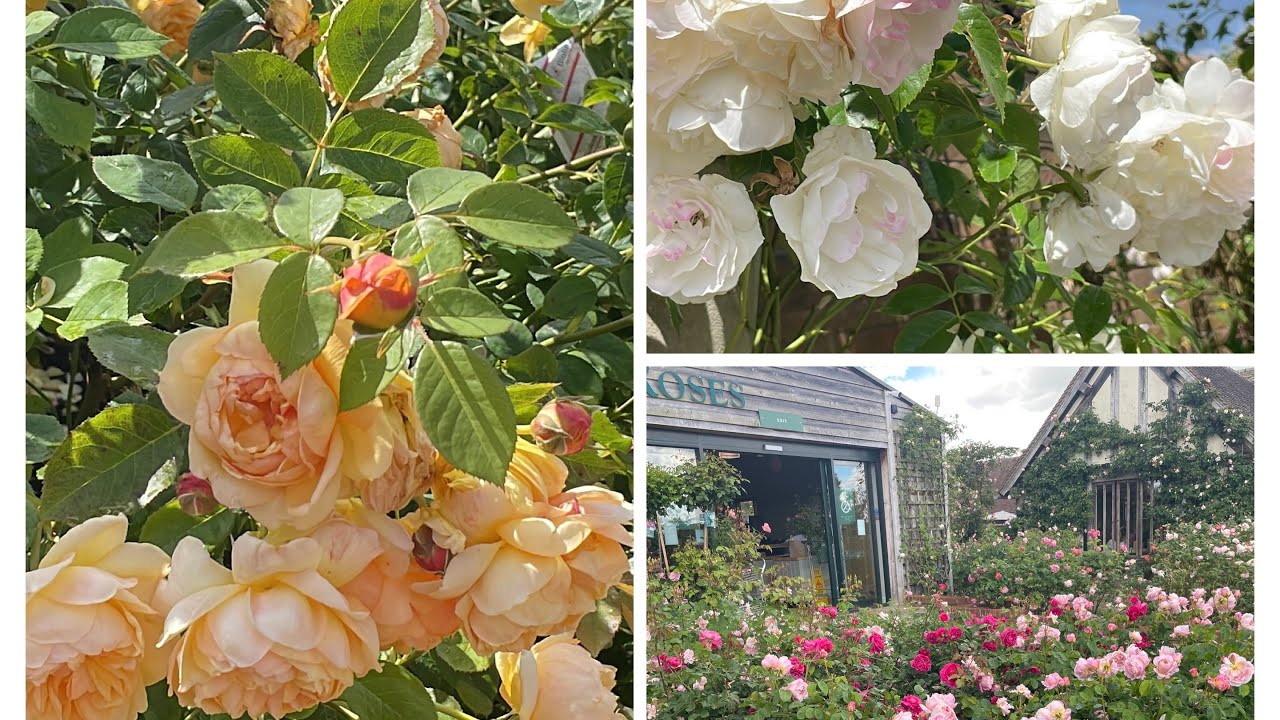 A Visit to David Austin Rose Garden  UK - just stunning | June 2024 @david_austin_roses