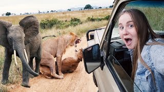 MY FIRST EVER AFRICAN SAFARI!! Lions MATING in Mikumi, Tanzania 