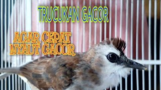 TRUCUKAN GACOR EMOSI MENCARI MUSUH ahlinya membuat agar burung TRUCUK CEPAT GACOR NYAUT SEKETIKA