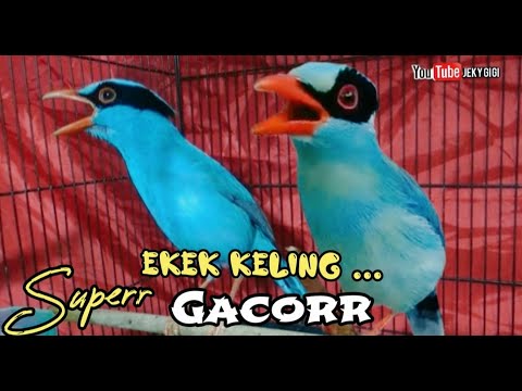 EKEK KELING SUPER GACOR  TEMBAKAN DAHSYAT