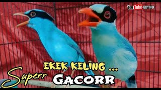 EKEK KELING SUPER GACOR || TEMBAKAN DAHSYAT