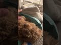 You’re not my mother #cute #funny #pets