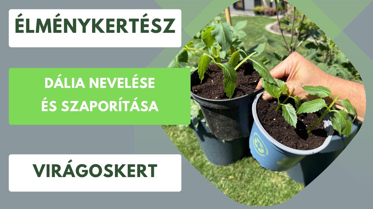 Így szaporíthatod a dáliát nyár elején, zöld dugvánnyal!🌱