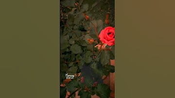 القارئ إسلام صبحي/ولا تيأسوا من روح الله |سورة يوسف #قرآن