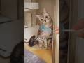 君はネコで パパママは人間っ #shorts