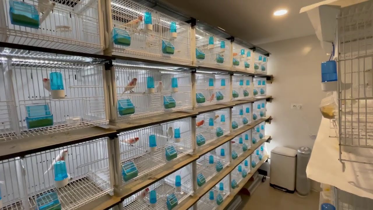 Llegaron los jaulas y vistazo rápido de parejas