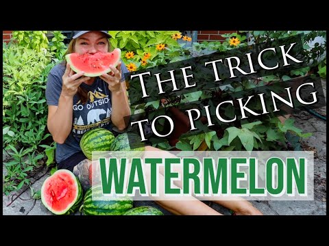 When to Harvest Watermelon- Pick Perfectly Ripe Melons Every Time!