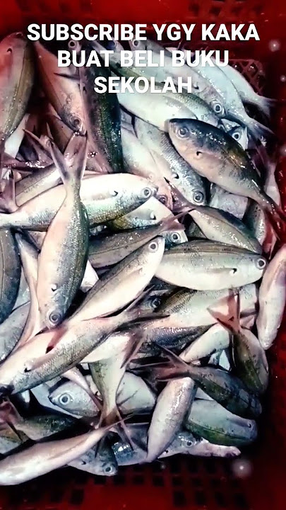 IKAN LAUT SEGAR HARI INI‼️GAK BANYAK DAPAT CUACA TIDAK BERSAHABAT‼️#ikanlaut