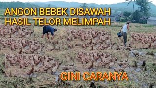 CARA ANGON BEBEK DISAWAH BIAR HASIL TELOR MELIMPAH