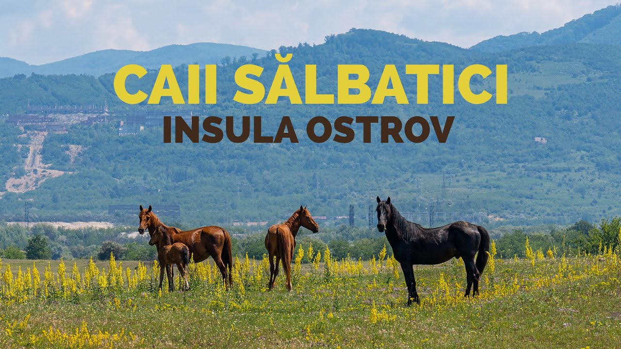 Unicul loc din România unde trăiesc cai complet sălbatici 🐴 Insula Ostrov, Coronini - Moldova Veche