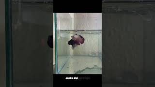 Betalarda Yavru Alma Süreci