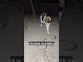My Cat is a Ninja! 🐱⚔️ Fighting a Snake like a PRO!